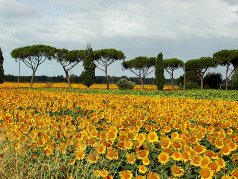 sunflowers near Nozzano Castello